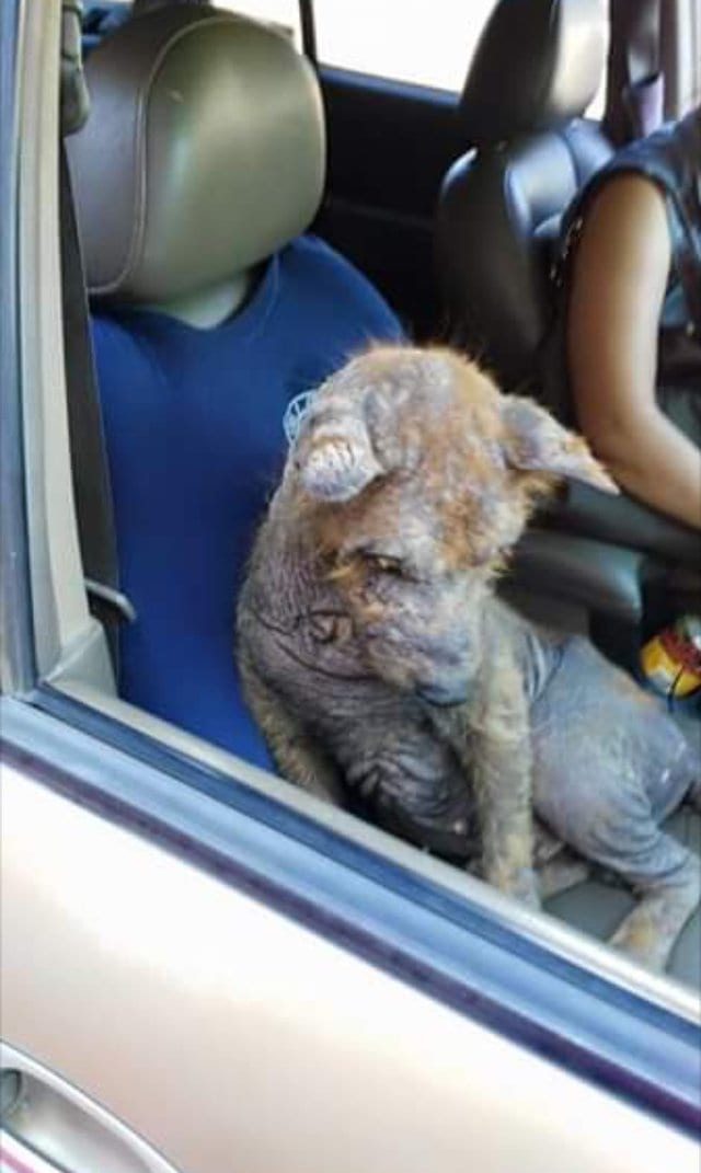 Женщина нашла под своей машиной этого испуганного лысого пёсика