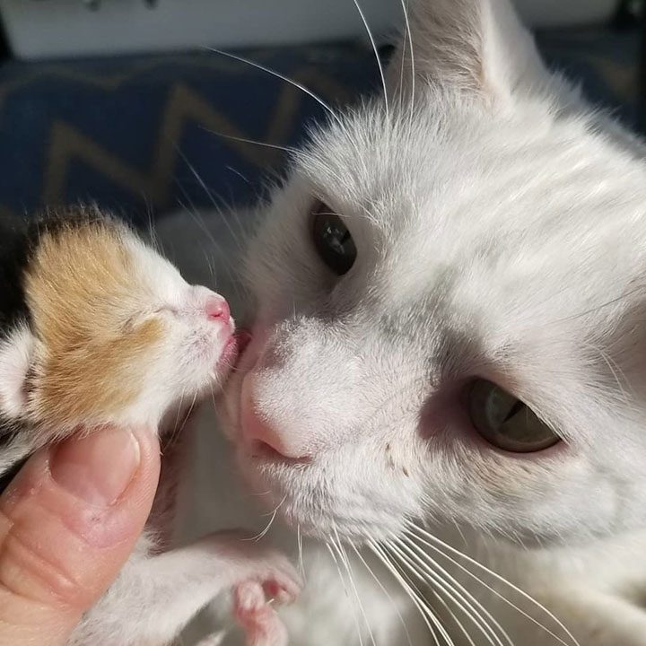 Кот, который заменил отца новорождённой кошечке