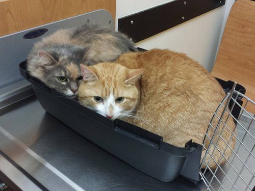 Кошки, которые спрятались от ветеринаров