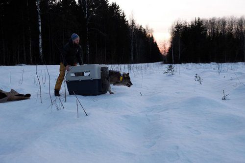 Рабочие спасли из ледяной реки собаку, которая оказалась волком