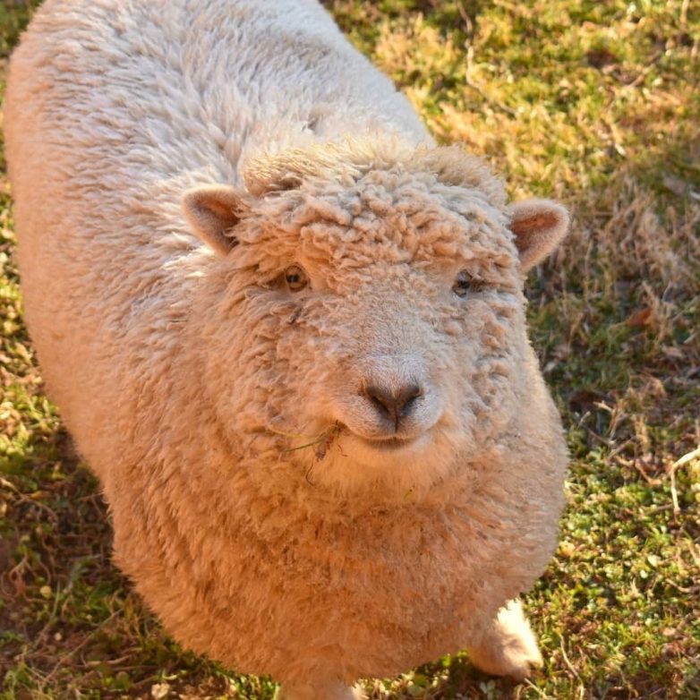 Мимимишные овечки породы бэбидолл