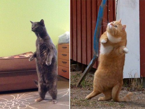 Кошки, которые уже научились стоять на двух лапах