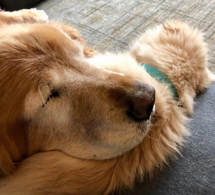Собака, которой пришлось удалить глаза, но она нашла себе нового друга