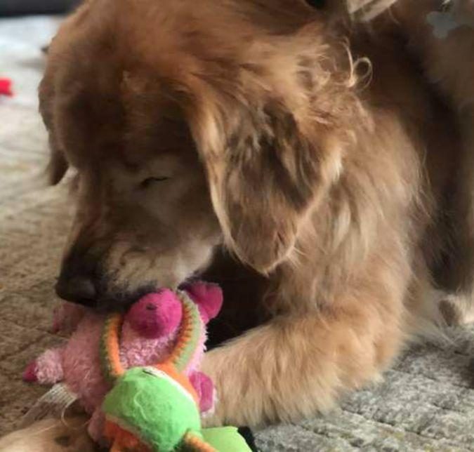 Собака, которой пришлось удалить глаза, но она нашла себе нового друга