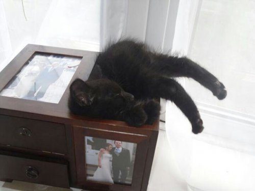 Кошки, которые могут уснуть где угодно