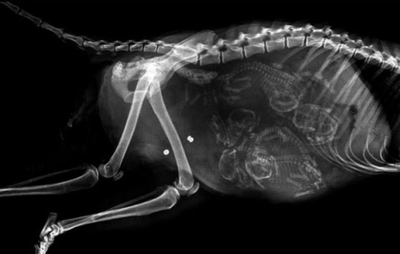Удивительные рентгеновские снимки беременных животных