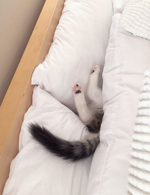 Кошки, которые могут уснуть где угодно
