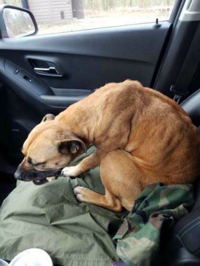 Уличный пёс запрыгнул в открытую дверь машины