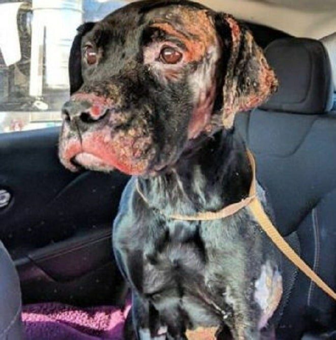 Собака пострадала при пожаре, и хозяева решили усыпить ее