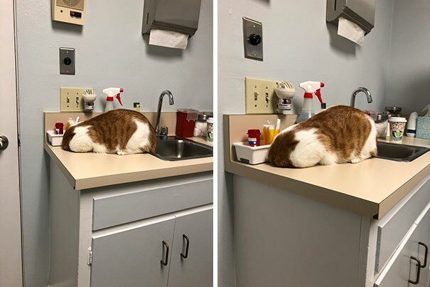 Коты и кошки, которые очень не любят ходить к врачу