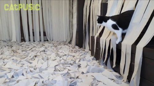 Что произойдёт, если в комнату, полную туалетной бумаги, запустить кошку