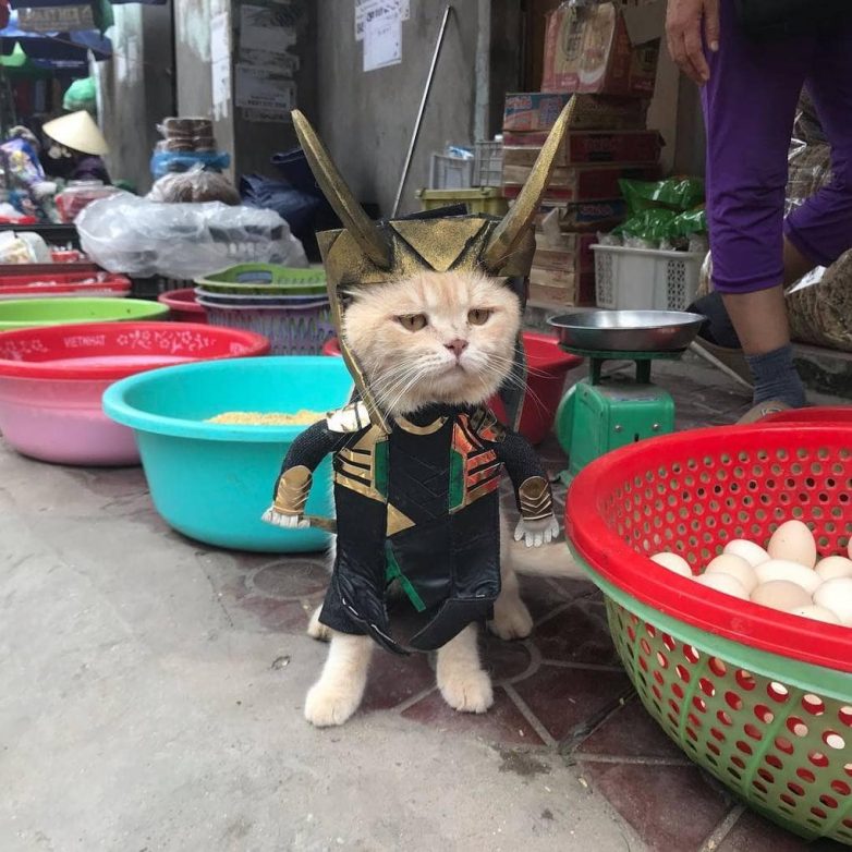 Кот из Вьетнама косплеит Мстителей