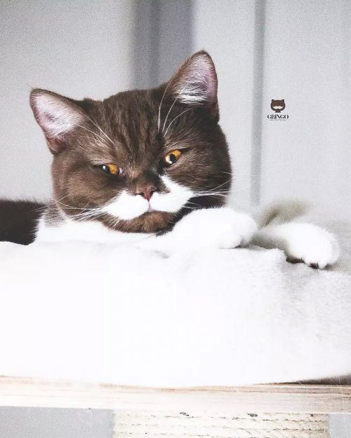 Импозантный кот с белыми усами