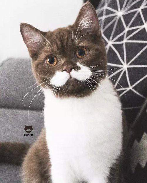 Импозантный кот с белыми усами