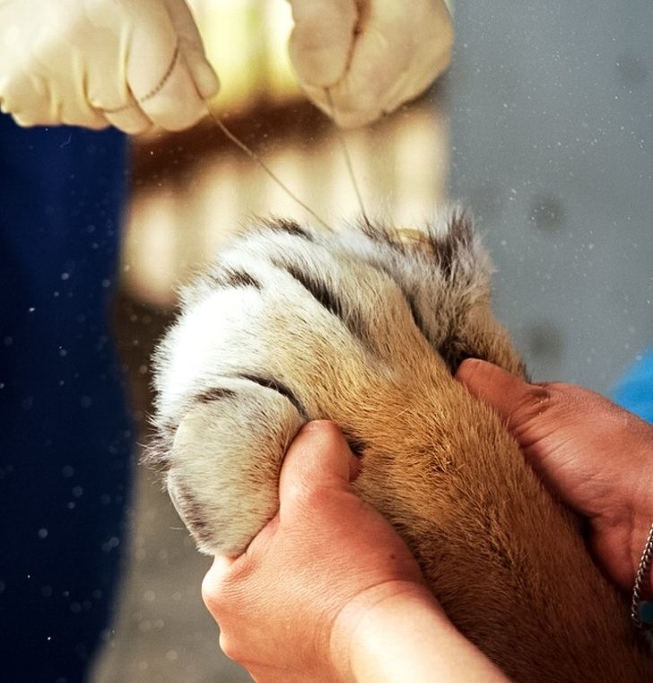 Работа ветеринара — для людей с огромным сердцем