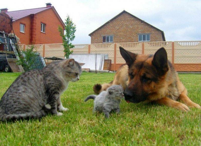 Пост о дружбе между животными
