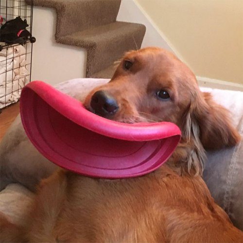Смешные собаки с дисками в зубах