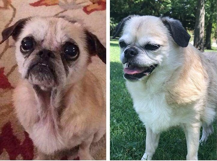 Преобразившиеся животные до и после того, как они нашли дом
