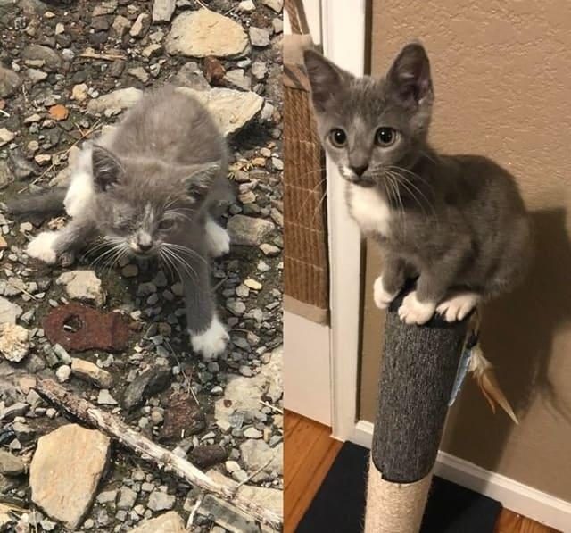 Преобразившиеся животные до и после того, как они нашли дом