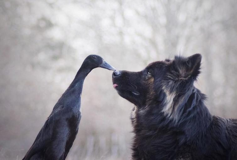 Дружба собаки и утки