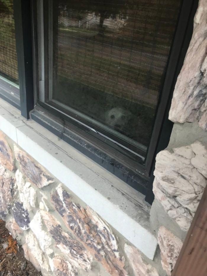 История о преданном псе, который ждал своего хозяина у окна целых 11 лет