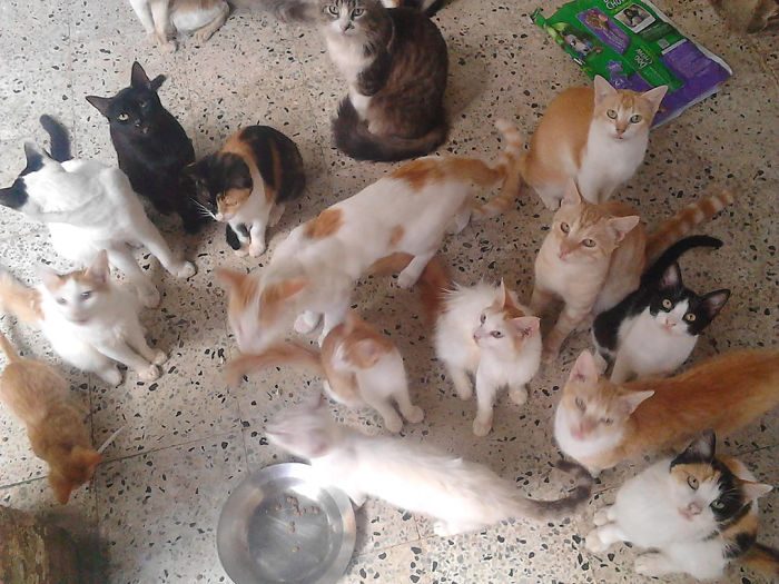 Семья, которая заботится о 50 бездомных кошках