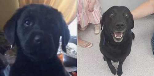 Собака, которая нашлась спустя 9 лет