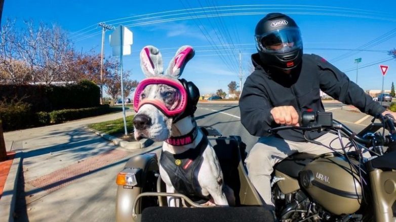 Пёс со своим хозяином колесит по Калифорнии в коляске мотоцикла &quot;Урал&quot;
