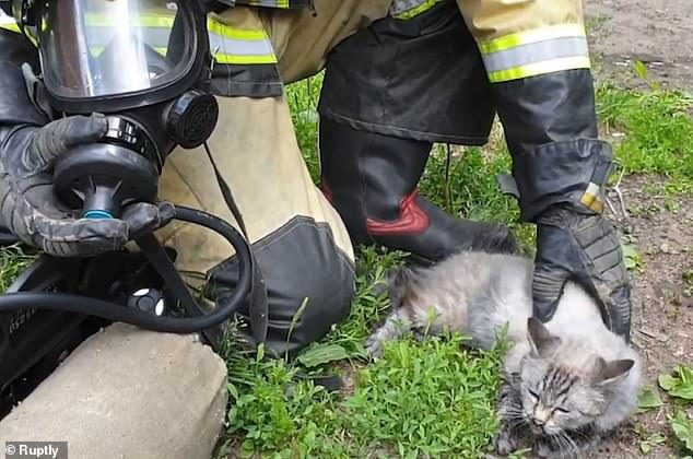 Томские пожарные реанимировали кошку