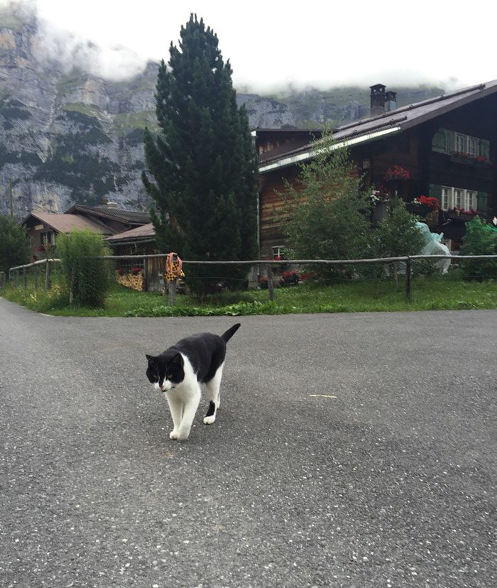 Этот кот помог туристу найти дорогу и вернуться домой
