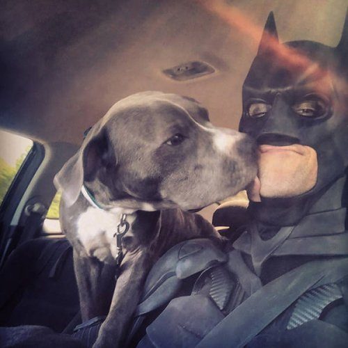 Бэтмен — герой, спасающий приютских животных от эвтаназии