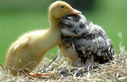 25 замечательных примеров необычной дружбы между животными