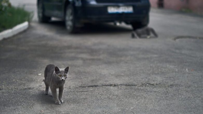Уличные котейки