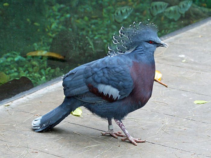 Самый красивый голубь в мире