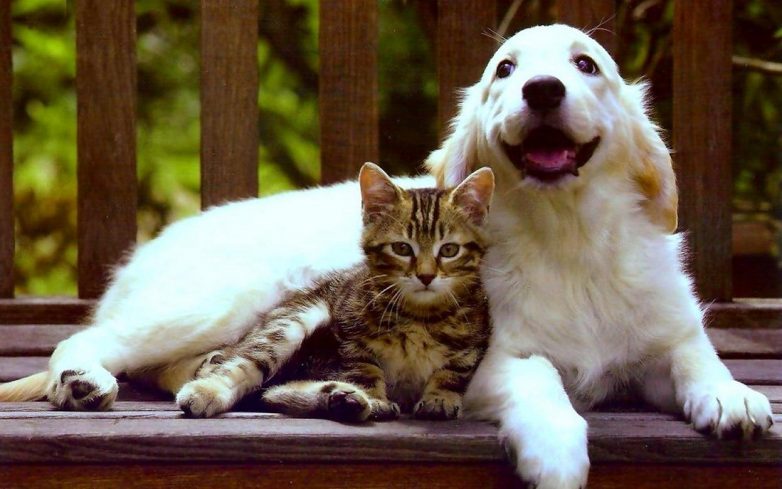 Кот делится едой с собакой, доказав, что они тоже могут дружить