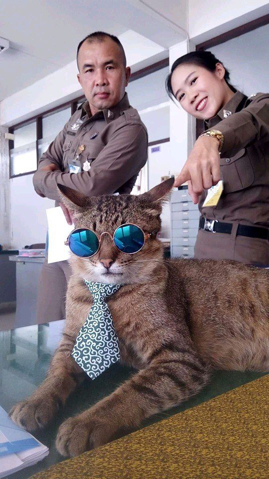 Кот-полицейский