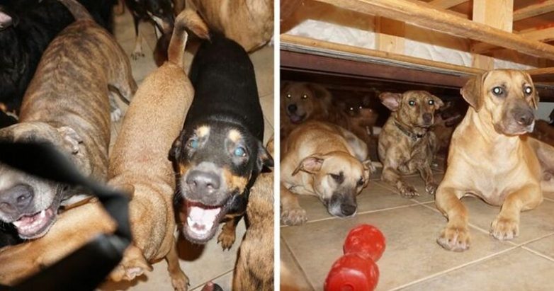 Женщина приютила 97 бездомных собак