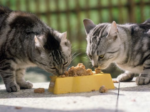 В Великобритании за попытки сделать из кошек вегетарианцев могут привлечь к ответственности