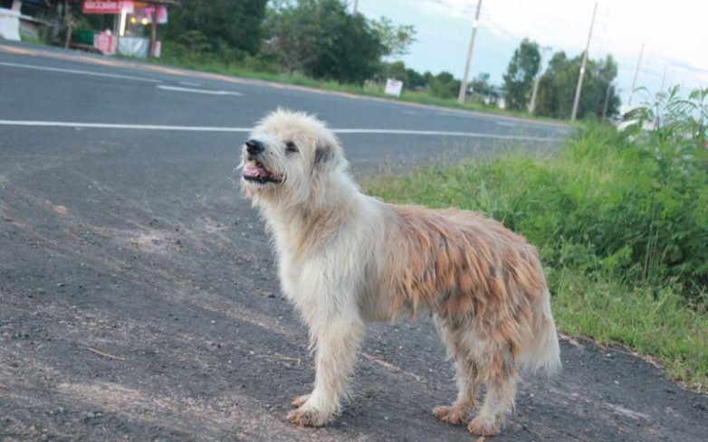 Собака четыре года ждала свою хозяйку на перекрестке