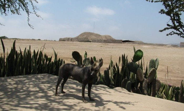 Голые перуанские собаки