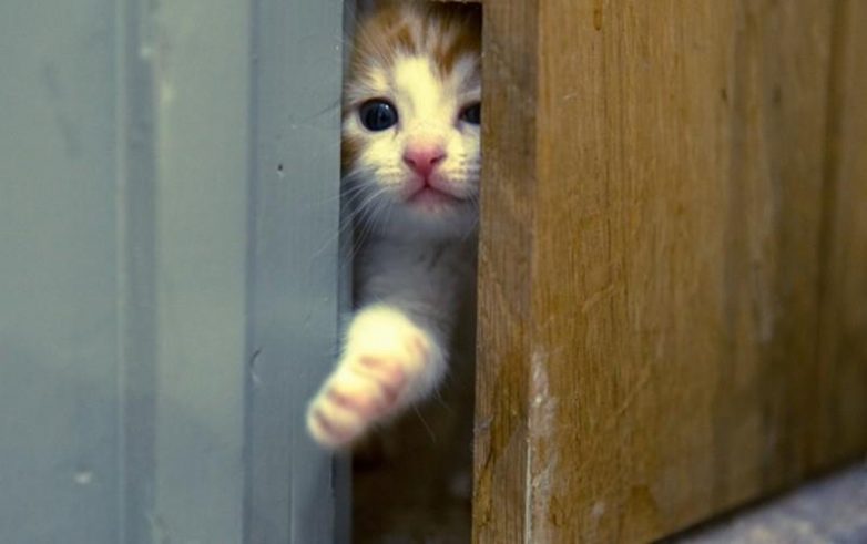 Почему кошка ждет нас у двери