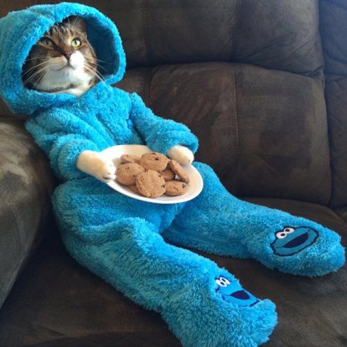 Кот, который любит печеньки и голубой комбинезон
