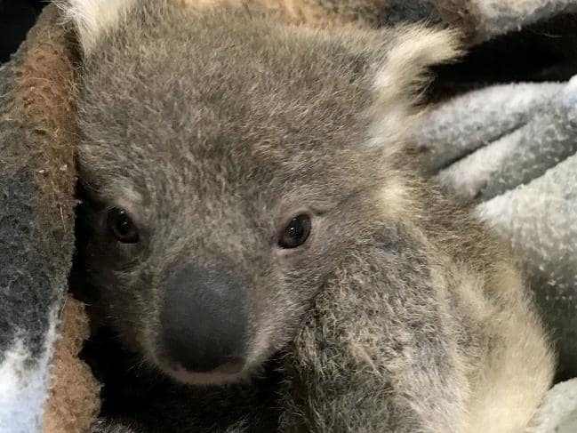 Ретривер спас детеныша коалы