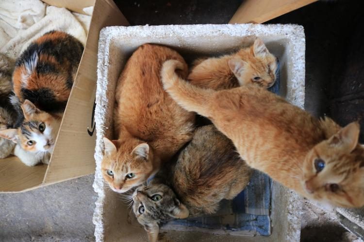 Кошки с «кошачьего острова» Окишима пережили тайфун
