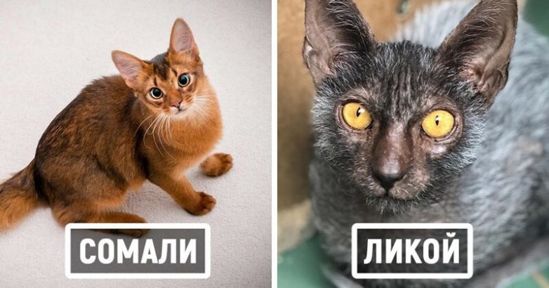 Породы домашних кошек, о которых знают немногие