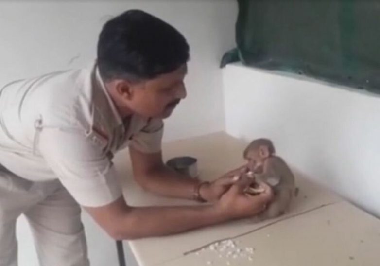 Собака принесла маленькую обезьянку в местный полицейский участок