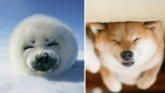 Фотографии, которые убедят вас, что собаки и тюлени — родственники