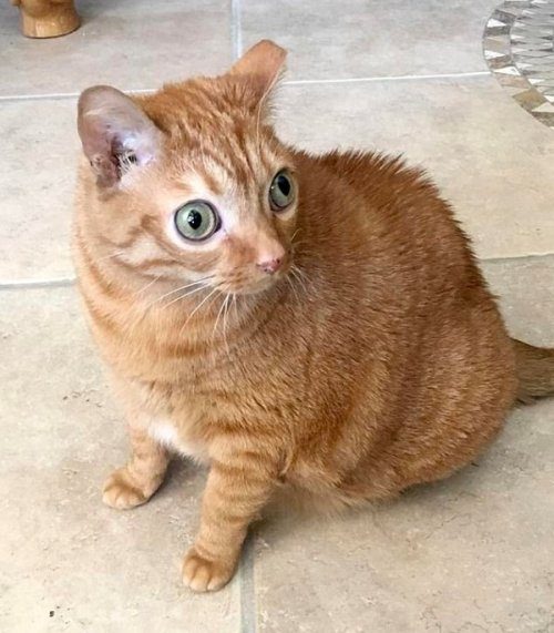 Кошка с круглыми глазами