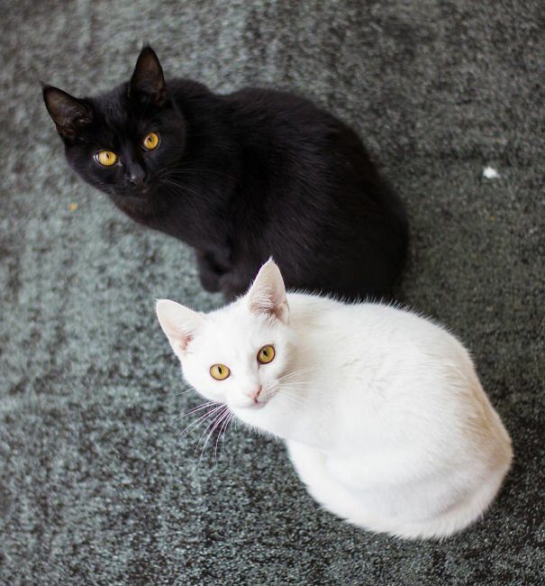 Чёрные и белые котики