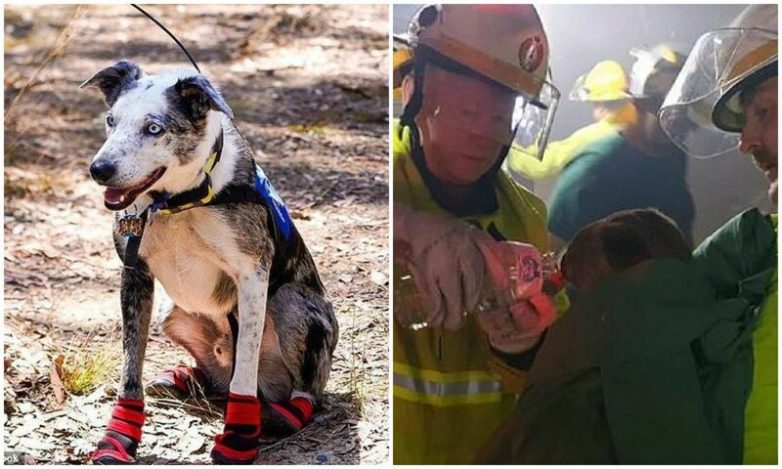 Храбрый пёс спасает коал из пожаров